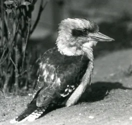 A Laughing Kookaburra at London Zoo in April 1925