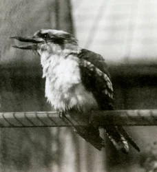 A Laughing Kookaburra at London Zoo in October 1924