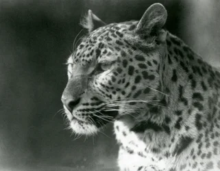 A Leopard at London Zoo in 1930