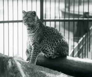 Leopard Sitting on a Log in Its Enclosure at London Zoo, September 1925
