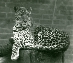 A Leopard sitting on a tree stump at London Zoo
