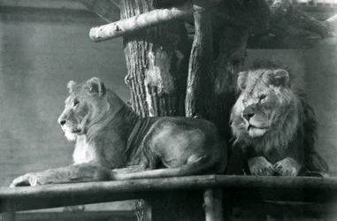 A Lion and Lioness Resting on a High Platform, in Their Enclosure, London Zoo in 1929