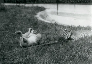 Lion and Tiger Cub Play with a Mop, on the Grass, by a Pool, London Zoo, September 1925