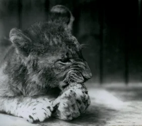 A Lion cub feeding at ZSL London Zoo in 1927