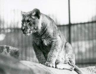 A Lion Cub, Born in the Menagerie in July 1923, London Zoo, July 1924