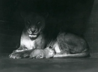 A Lioness and cub lying down in the shadow of the rear of their enclosure, London Zoo, October 1925