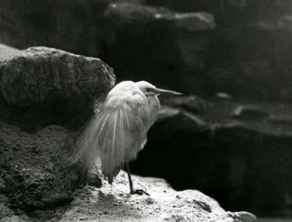 A Little Egret resting amongst rocks at London Zoo in 1930