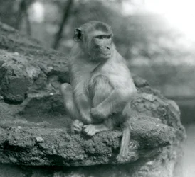 A Macaque sitting on a rock at London Zoo