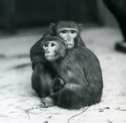 A Macaque with Her Baby Sitting Together on the Floor of Their Enclosure, London Zoo