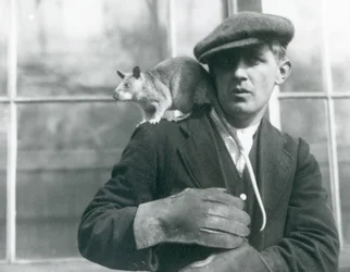 A Malagasy Giant Rat sits on the shoulder of its keeper, London Zoo