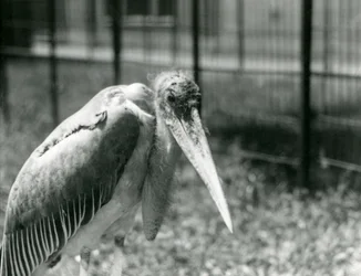 A Marabou Stork Standing in Its Enclosure at London Zoo in September 1928