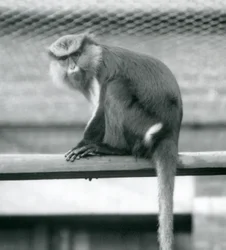 A Mona Monkey sitting on a horizontal pole in its enclosure at London Zoo in September 1925