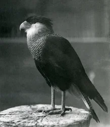 A Northern Crested Caracara at London Zoo, pre 1930