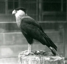 Northern Crested Caracara at London Zoo, September 1925