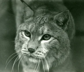 A Northern Lynx, London Zoo, February 1925