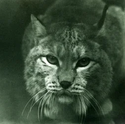 A Northern Lynx, London Zoo, February 1925