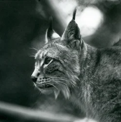 A Northern Lynx at London Zoo, July 1925