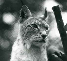 A Northern Lynx at London Zoo, July 1925