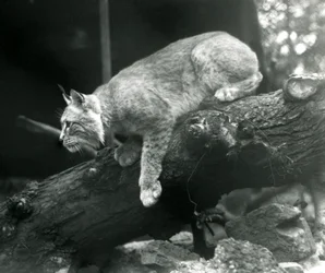 A Northern Lynx leaning down from a branch, London Zoo, October 1925