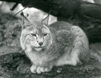 A Northern Lynx sitting on a rock, London Zoo, October 1925