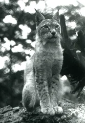 A Northern Lynx Sitting Up at London Zoo, July 1925