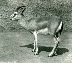 A Persian Gazelle at London Zoo in June 1925