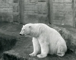 A Polar Bear Sitting on a Rocky Ledge at London Zoo in September 1927