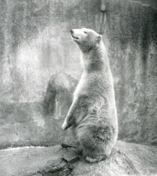 A Polar Bear Sitting Up on His Haunches at London Zoo in 1929