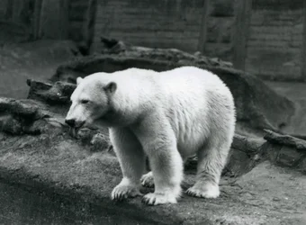 A Polar Bear Standing at the Edge of Its Enclosure at the Base of the Mappin Terraces, London Zoo, September 1928
