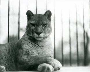 A Puma/Cougar/Mountain Lion/Catamount resting at London Zoo in 1931