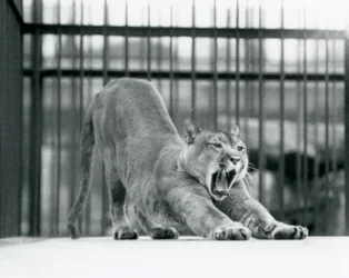 Puma Yawning at London Zoo, June 1925
