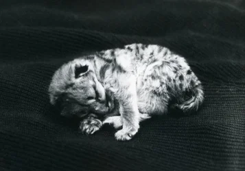 A Puma cub at London Zoo
