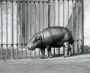 A Pygmy Hippopotamus at London Zoo in 1927