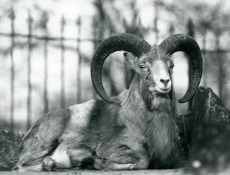 A Ram sitting at London Zoo, 1925