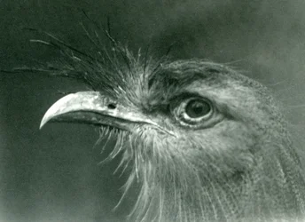 A Red-legged Seriema at London Zoo in 1924