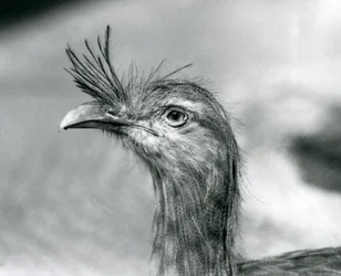 A Red-legged Seriema at London Zoo in 1929