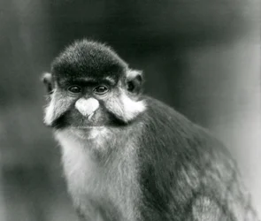 A Red-tailed/Black-cheeked White-nosed/Redtail Monkey or Schmidt