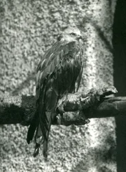 A Red Kite Perching on a Branch at London Zoo in 1924