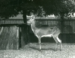 A Red Lechwe at London Zoo, July 1924