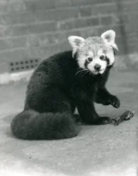 A Red Panda sitting at London Zoo, 1917