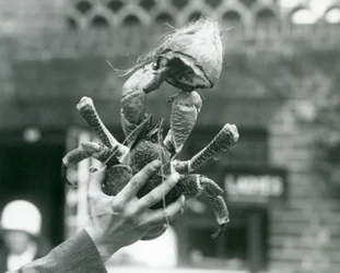 A Robber Crab, holding half a coconut, being held up by a keeper at London Zoo in 1927
