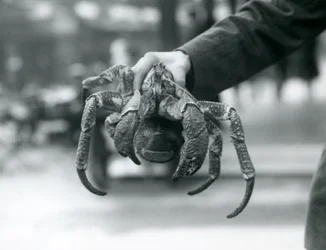 A Robber Crab, or Coconut Crab being held up by a keeper at London Zoo