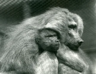 A Sacred Baboon with Its Young at London Zoo