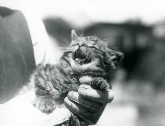 A Scottish Wildcat kitten held in the hands of its keeper, London Zoo