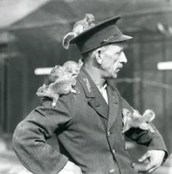A Second Class Keeper with four young Grey Squirrels climbing on his uniform hat and jacket, London Zoo