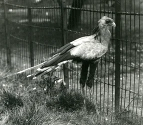 Secretary Bird at London Zoo, September 1923