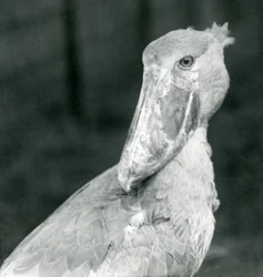 A Shoebill Stork, London Zoo, July 1926