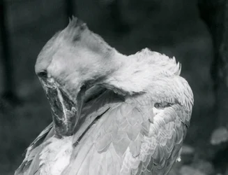 A Shoebill Preening Its Feathers at London Zoo (1926)