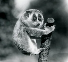 A Slender Loris Holding on to the End of a Branch, London Zoo, August 1926