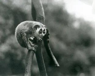 A Slender Loris looking down from on a branch, London Zoo, August 1926